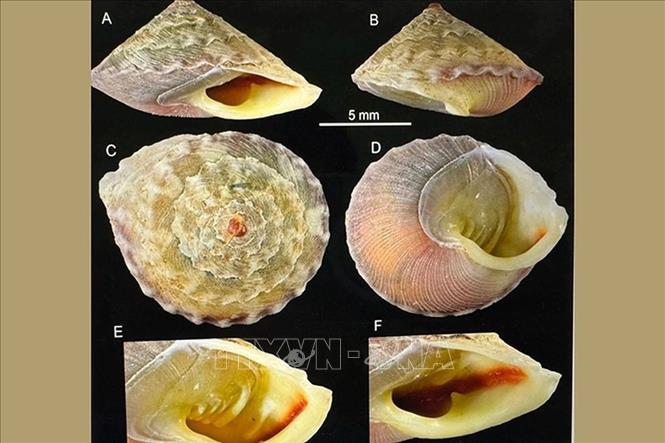 This land snail species, scientifically called Calybium plicatus sp. nov., belongs to the Calybium genus, the Helicinidae family, the Cycloneritida order, and the Gastropoda class, within the Animalia kingdom. VNA Photo