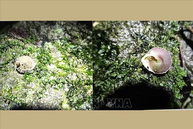 Calybium plicatus sp. nov. has a shell resembling that of Calybium massiei Morlet, 1892, but it is smaller in size and has six evenly spaced top plates on the apex. This discovery marks the first recorded species of land gastropods in Vietnam. VNA Photo