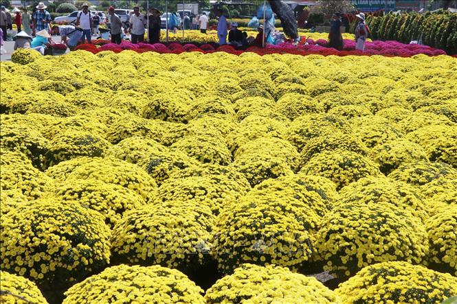 Yellow chrysanthemums for sale in Sa Dec City, Dong Thap province. VNA Photo: Nguyễn Văn Trí