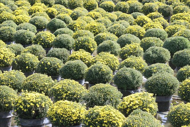 Chrysanthemums are grown in Tan Khanh Dong commune, Sa Dec city. VNA Photo: Nguyễn Văn Trí