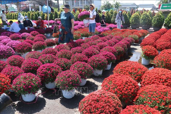 Colourful chrysanthemums for sale in Sa Dec City, Dong Thap province. VNA Photo: Nguyễn Văn Trí
