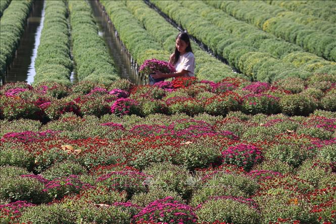 Chrysanthemums are grown in Tan Khanh Dong commune, Sa Dec city. VNA Photo: Nguyễn Văn Trí