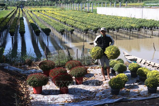 A farmer prepares flower pots for sale in Sa Dec city. VNA Photo: Nguyễn Văn Trí
