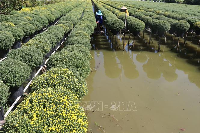 Chrysanthemums are grown in Tan Khanh Dong commune, Sa Dec city. VNA Photo: Nguyễn Văn Trí