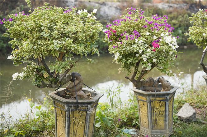 Nhiều nhà vườn xã Phù Đổng có thể cung cấp hơn 1.200 cây hoa giấy bonsai các loại cho thị trường Tết 2025. Ảnh: Minh Nghĩa - TTXVN
