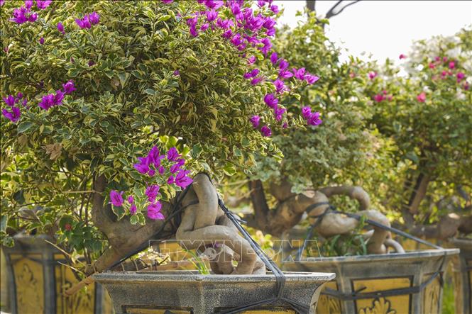 Trung bình thời gian để tạo một cây hoa giấy bonsai thành phẩm mất từ 3-4 năm. Ảnh: Minh Nghĩa - TTXVN