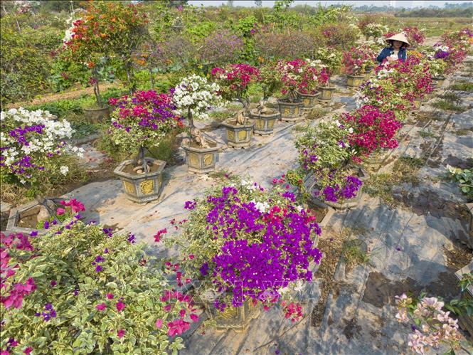 Nhờ chủ động về nguồn giống, kỹ thuật ghép hoa, giá hoa giấy bonsai được trồng tại miền Bắc có giá thành “hạ nhiệt”. Ảnh: Minh Nghĩa - TTXVN 


