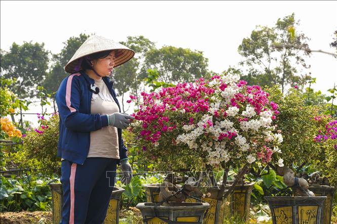 Chị Hoàng Thị Thu (40 tuổi), nhà vườn Ngọc Thu (xã Phù Đổng, huyện Gia Lâm, Hà Nội) mạnh dạn mua giống và trồng thử 500 gốc. Ảnh: Minh Nghĩa - TTXVN

