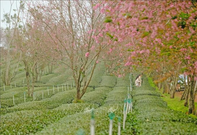 Crisp Cherry Blossoms Planted 30 Years Ago To Honour Vietnam Vets Are Dying Photo Concept Crisp Cherry Blossoms Planted 30 Years Ago To Honour Vietnam Vets Are Dying Photo Concept