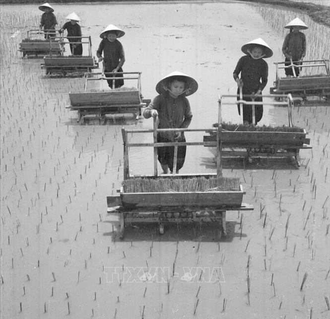 Thời kỳ 1955-1975, Đảng lãnh đạo đất nước giành được những thắng lợi to lớn, xây dựng chủ nghĩa xã hội ở miền Bắc và đấu tranh thống nhất nước nhà ở miền Nam. Trong ảnh: Đội công nhân lao động HTX Thúy Đại, huyện Yên Định (Thanh Hóa) cấy lúa mùa (1962). Ảnh: Tôn Uẩn - TTXVN