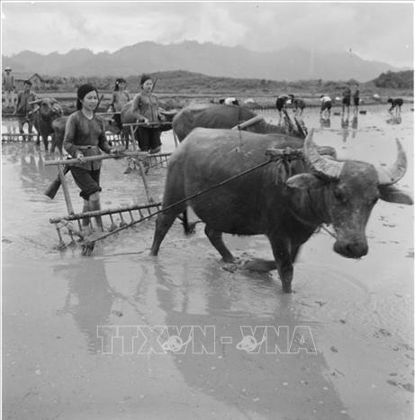 Trong phong trào 