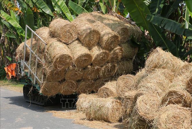 Vận chuyển rơm đến chỗ tập trung cho thương lái thu mua. Ảnh: Tuấn Phi-TTXVN