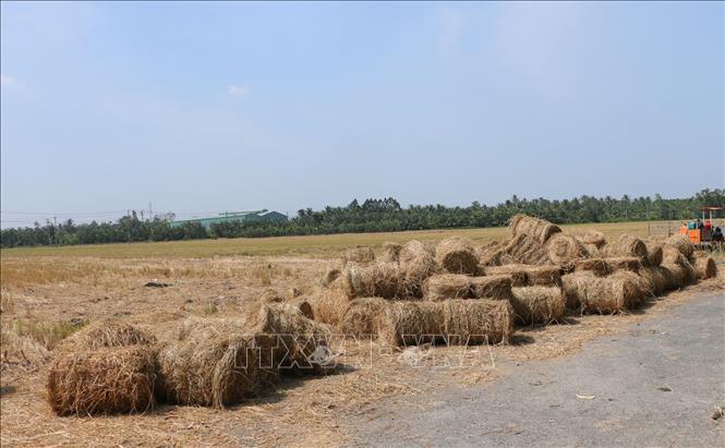 Những cuộn rơm đã cuốn thành cuộn trên cánh đồng huyện Long Phú, tỉnh Sóc Trăng, chờ thương lái đến thu mua. Ảnh: Tuấn Phi-TTXVN