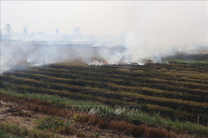 Đốt rơm rạ tại cánh đồng  ở xã Gáo Giồng, huyện Cao Lãnh (Đồng Tháp). Ảnh: Nguyễn Văn Trí – TTXVN