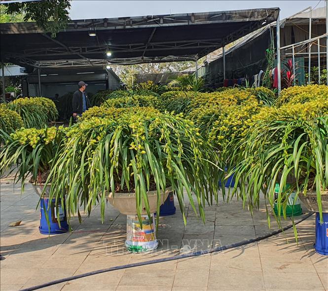 Vĩnh Phúc: Phong phú các loại hoa, cây cảnh phục vụ người tiêu