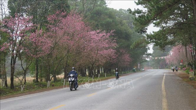 Những con đường phủ đầy hoa mai anh đào ở Măng Đen. Ảnh: Dư Toán – TTXVN