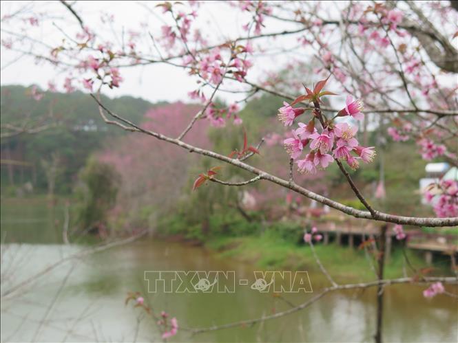 Hoa mai anh đào tại Măng Đen năm nay được đánh giá đẹp hơn so với các năm trước. Ảnh: Dư Toán – TTXVN