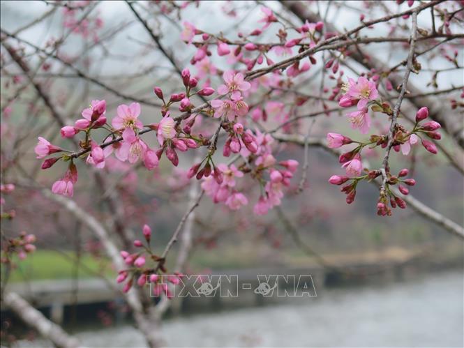 Hoa mai anh đào tại Măng Đen năm nay được đánh giá đẹp hơn so với các năm trước. Ảnh: Dư Toán – TTXVN
