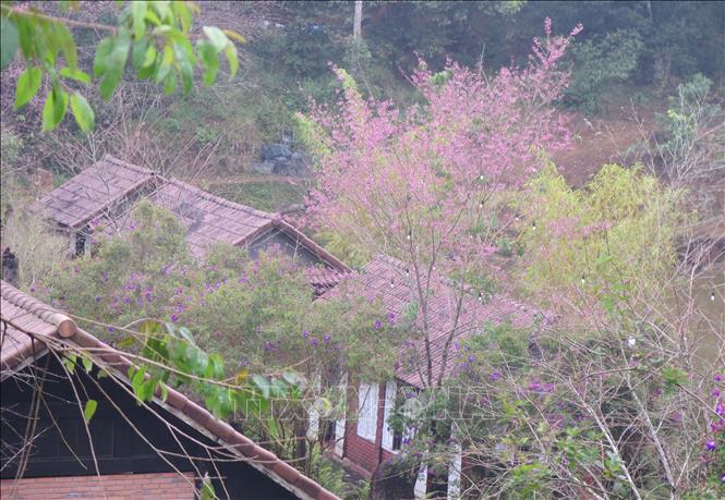 Mai anh đào nở rộ tại hồ Đam Bri. Ảnh: Dư Toán – TTXVN
