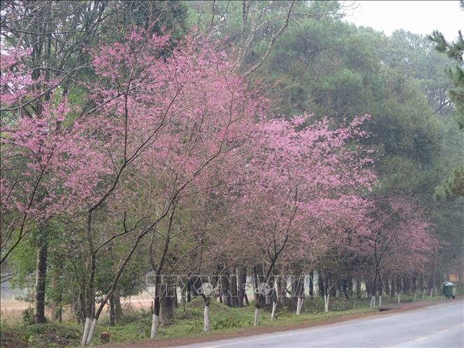 Những con đường phủ đầy hoa mai anh đào ở Măng Đen. Ảnh: Dư Toán – TTXVN