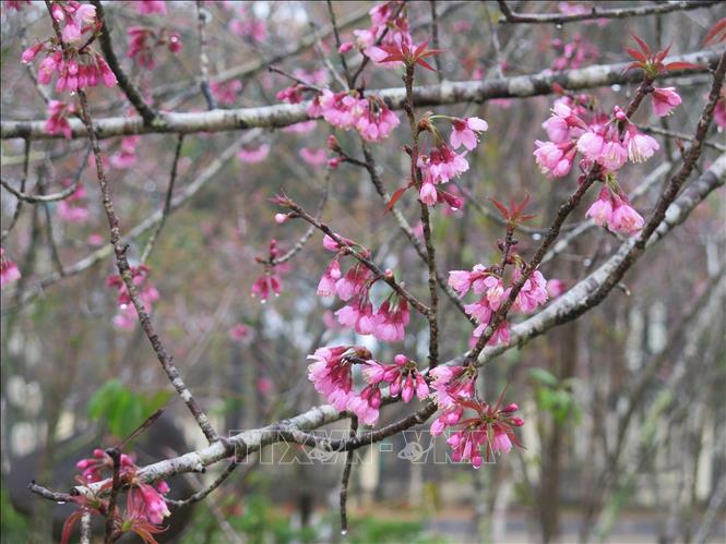Hoa mai anh đào còn đọng sương sớm tạo thêm vẻ đẹp riêng cho Măng Đen. Ảnh: Dư Toán – TTXVN