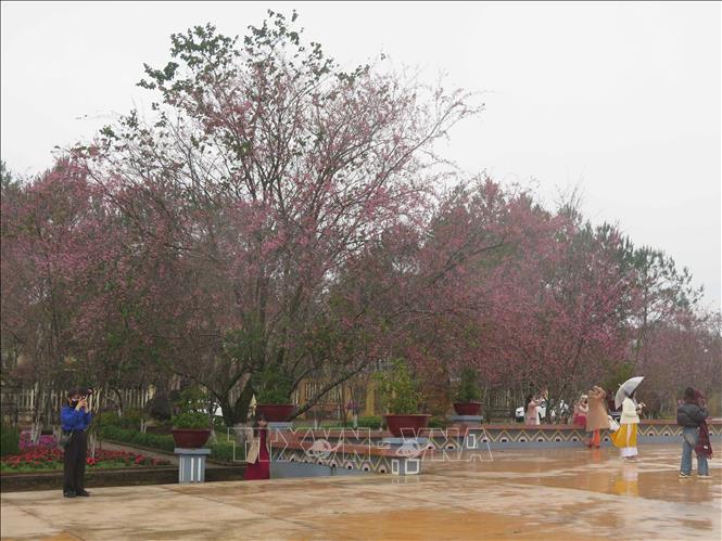 Hoa mai anh đào nở rộ ở quảng trường thị trấn Măng Đen thu hút du khách đến tham quan. Ảnh: Dư Toán – TTXVN