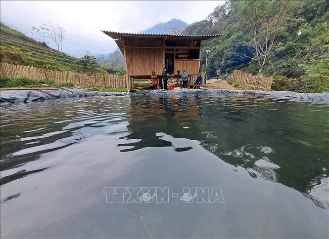 Huyện Xín Mần đã cho chủ trương phát triển các chuỗi liên kết nuôi cá Tầm với hàng chục hộ dân tham gia. Ảnh: Đức Thọ - TTXVN