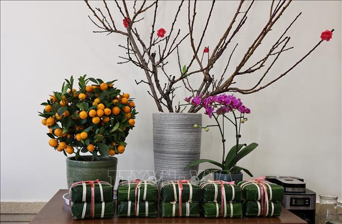 Tết đã về đến Đại sứ quán Việt Nam tại Bắc Kinh, Trung Quốc với cành đào, cây quất và những chiếc bánh chưng xanh. Ảnh: Quang Hưng - Phóng viên TTXVN tại Trung Quốc.