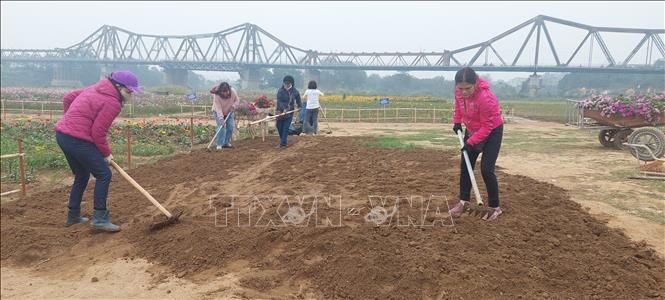 Nhiều hội viên phụ nữ và các đoàn thể khác dành thời gian cuối tuần để xới đất trồng hoa tại bãi giữa sông Hông, thuộc phường Phúc Xá (Ba Đình). Ảnh Minh Nghĩa-TTXVN