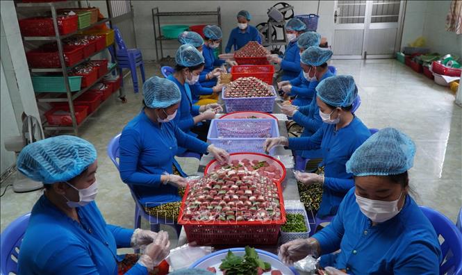 Công nhân làm việc tại Cơ sở sản xuất nem Hoàng Khánh (xã Tân Thành, huyện Lai Vung). Ảnh: Nhựt An - TTXVN