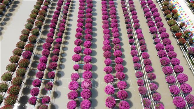 Ruộng cúc mâm xôi đa sắc của Tổ hợp tác hoa, kiểng khóm Tân An, phường An Hòa, thành phố Sa Đéc (Đồng Tháp). Ảnh: Nhựt An - TTXVN