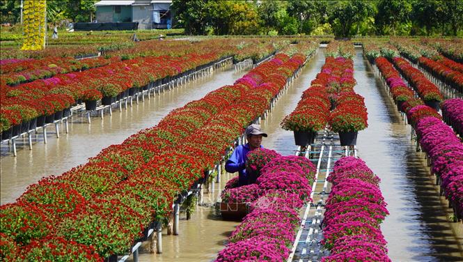 Nông dân chăm sóc cúc mâm xôi đa đắc. Ảnh: Nhựt An - TTXVN
