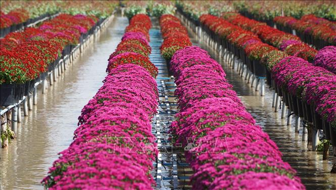 Ruộng cúc mâm xôi của Tổ hợp tác hoa, kiểng khóm Tân An, phường An Hòa (thành phố Sa Đéc, tỉnh Đồng Tháp) nở rực rỡ. Ảnh: Nhựt An - TTXVN
