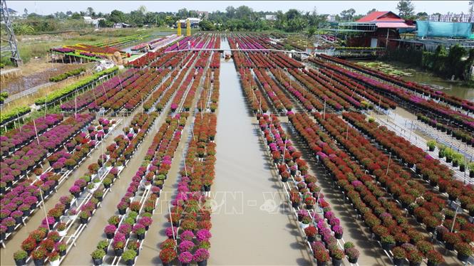 Ruộng cúc mâm xôi đa sắc của Tổ hợp tác hoa, kiểng khóm Tân An, phường An Hòa, thành phố Sa Đéc (Đồng Tháp). Ảnh: Nhựt An - TTXVN