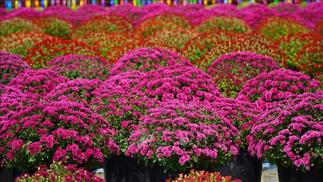 Ruộng cúc mâm xôi của Tổ hợp tác hoa, kiểng khóm Tân An, phường An Hòa (thành phố Sa Đéc, tỉnh Đồng Tháp) nở rực rỡ. Ảnh: Nhựt An - TTXVN