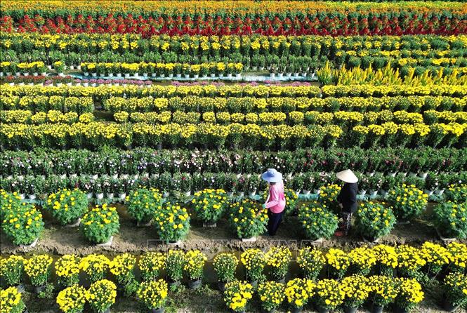 Làng hoa Tân Mỹ Chánh ở thành phố Mỹ Tho, tỉnh Tiền Giang chuyên trồng và cung ứng thị trường các loại hoa Tết. Ảnh: Hữu Chí - TTXVN