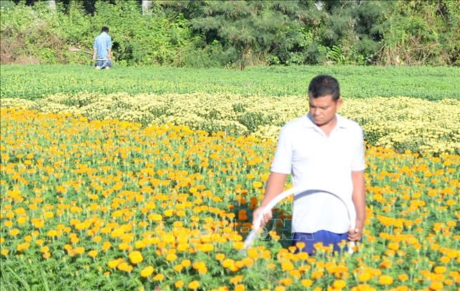 Vụ hoa tết Ất Tỵ 2025, chất lượng hoa có đẹp nhưng không đều bằng các năm trước. Ảnh: Hữu Chí - TTXVN