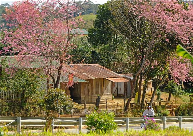 Mai anh đào khoe sắc bên căn nhà gỗ đặc trưng của người K’Ho bên quốc lộ 27C (đoạn qua xã Đa Nhim, Lạc Dương). Ảnh: Nguyễn Dũng – TTXVN 