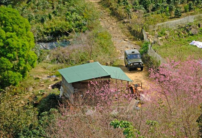 Xe chở khách tham quan đi qua con đường hoa mai anh đào tại Tổ dân phố Đankia (thị trấn Lạc Dương, Lạc Dương). Ảnh: Nguyễn Dũng – TTXVN 