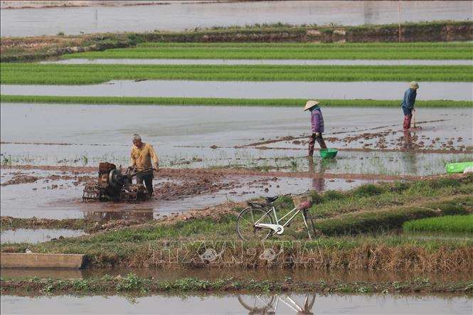 Người dân huyện Đông Hưng (Thái Bình) làm đất để chuẩn bị gieo cấy lúa Xuân 2025. Ảnh: Vũ Quang – TTXVN