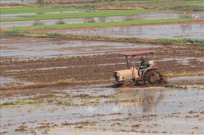 Người dân huyện Đông Hưng (Thái Bình) làm đất để chuẩn bị gieo cấy lúa Xuân 2025. Ảnh: Vũ Quang – TTXVN