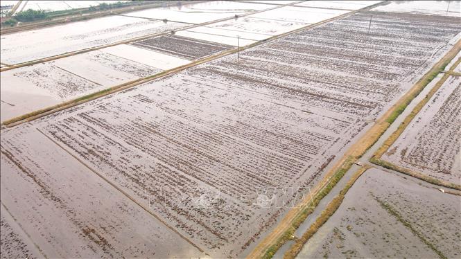 Diện tích đất nông nghiệp xã Tân Phong (huyện Vũ Thư) đã được lấy nước để chuẩn bị gieo cấy lúa Xuân. Ảnh: Vũ Quang – TTXVN