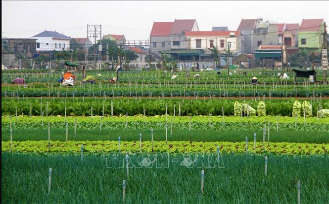 Vựa rau lớn nhất Nghệ An vào vụ Tết 2025 - Ảnh thời sự trong nước ...