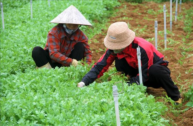 Vựa rau lớn nhất Nghệ An vào vụ Tết 2025 - Ảnh thời sự trong nước ...