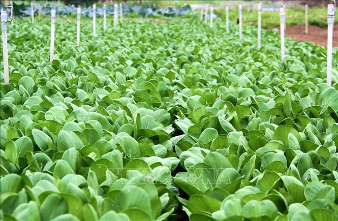 Vựa rau lớn nhất Nghệ An vào vụ Tết 2025 - Ảnh thời sự trong nước ...