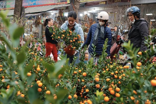 Purchasing kumquat trees for decorations during Tet. VNA Photo: Minh Quyết