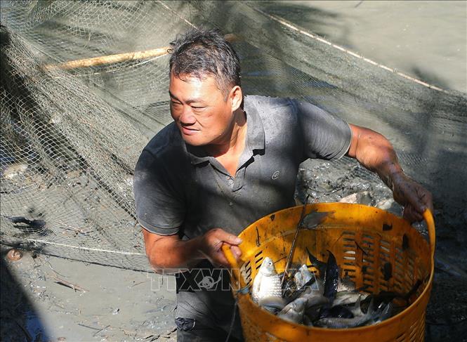 Nông dân Sóc Trăng thu hoạch cá đồng bán Tết. Ảnh: Tuấn Phi-TTXVN 
