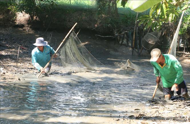 Nông dân kéo lưới trong ao mương để thu hoạch cá đồng. Ảnh: Tuấn Phi-TTXVN 