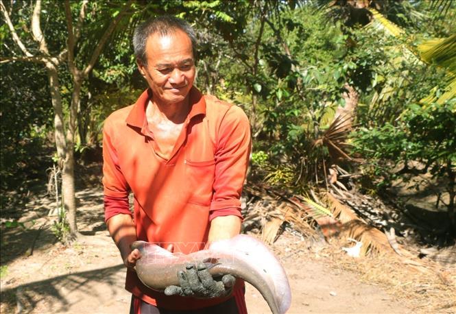 Niềm vui của nông dân Ngô Văn Khải (xã Long Bình, thị xã Ngã Năm) khi thu hoạch trúng mùa. Ảnh: Tuấn Phi-TTXVN 