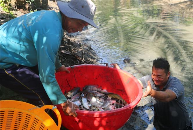 Nông dân thị xã Ngã Năm (Sóc Trăng) thu hoạch cá đồng bán Tết. Ảnh: Tuấn Phi-TTXVN 